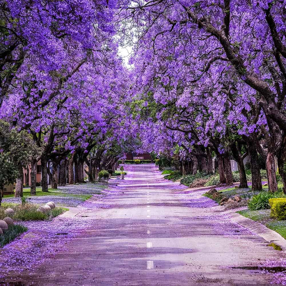 Jacaranda Tree, 2-3 ft. No Shipping To AZ(2-3ft) - Image 10