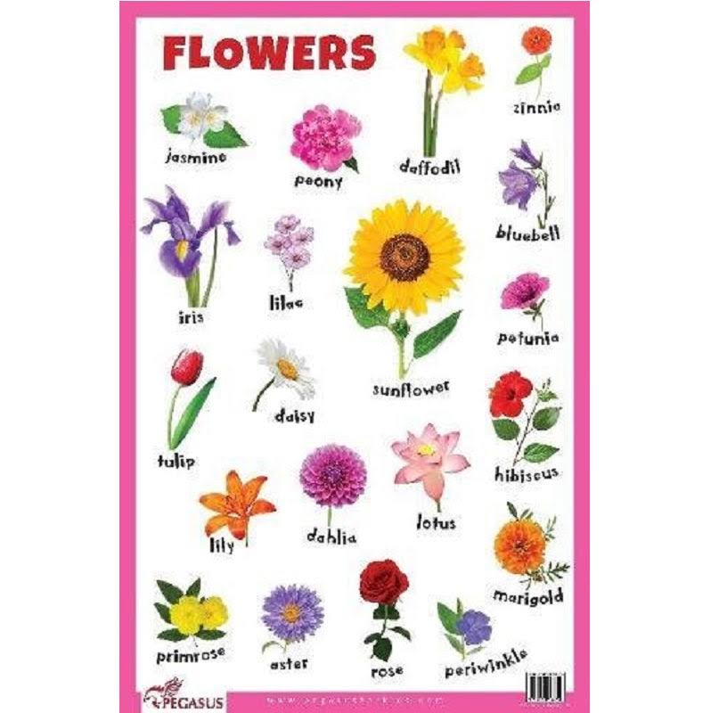 Pegasus - Flowers Educational Chart