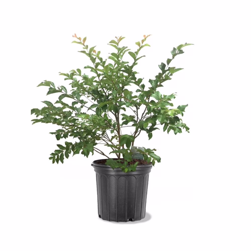 Expert Gardener 3-4 ft. tall Muskogee Crape Myrtle Live Tree in 7-Gallon Grower Pot
