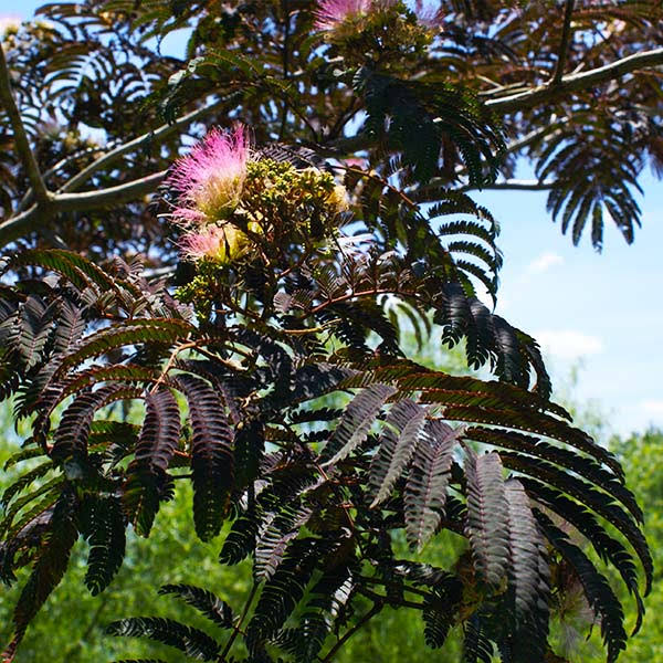 4-5 ft. - Summer Chocolate Mimosa Tree - Deep Purple Foliage and Whimsical Pink Blooms