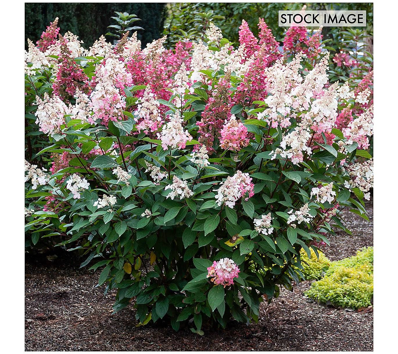 Van Zyverden Hydrangea Candelabra 4 inch Potted Rocketliners Set of 3 Plants
