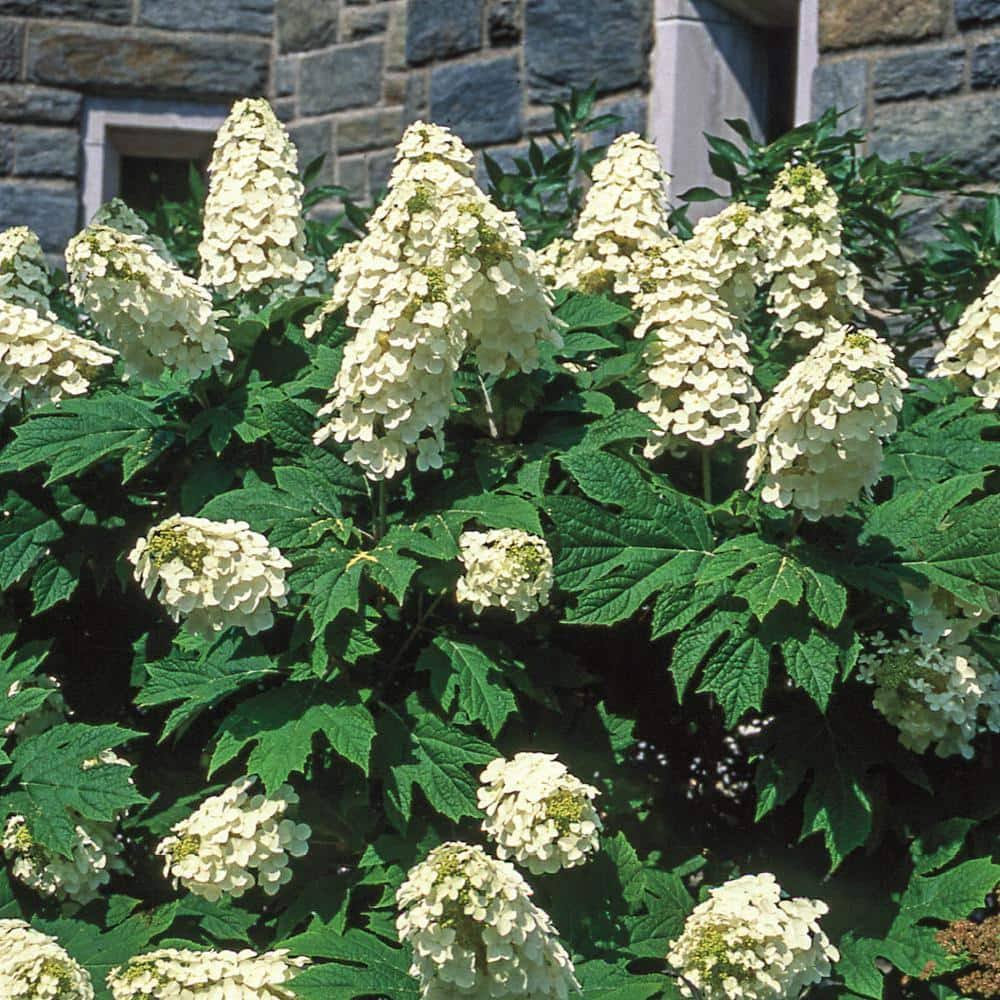 Gurney's Seed and Nursery Snow Queen Oakleaf Hydrangea White Flowering Shrub in 1 Pack Bare Root | 88985