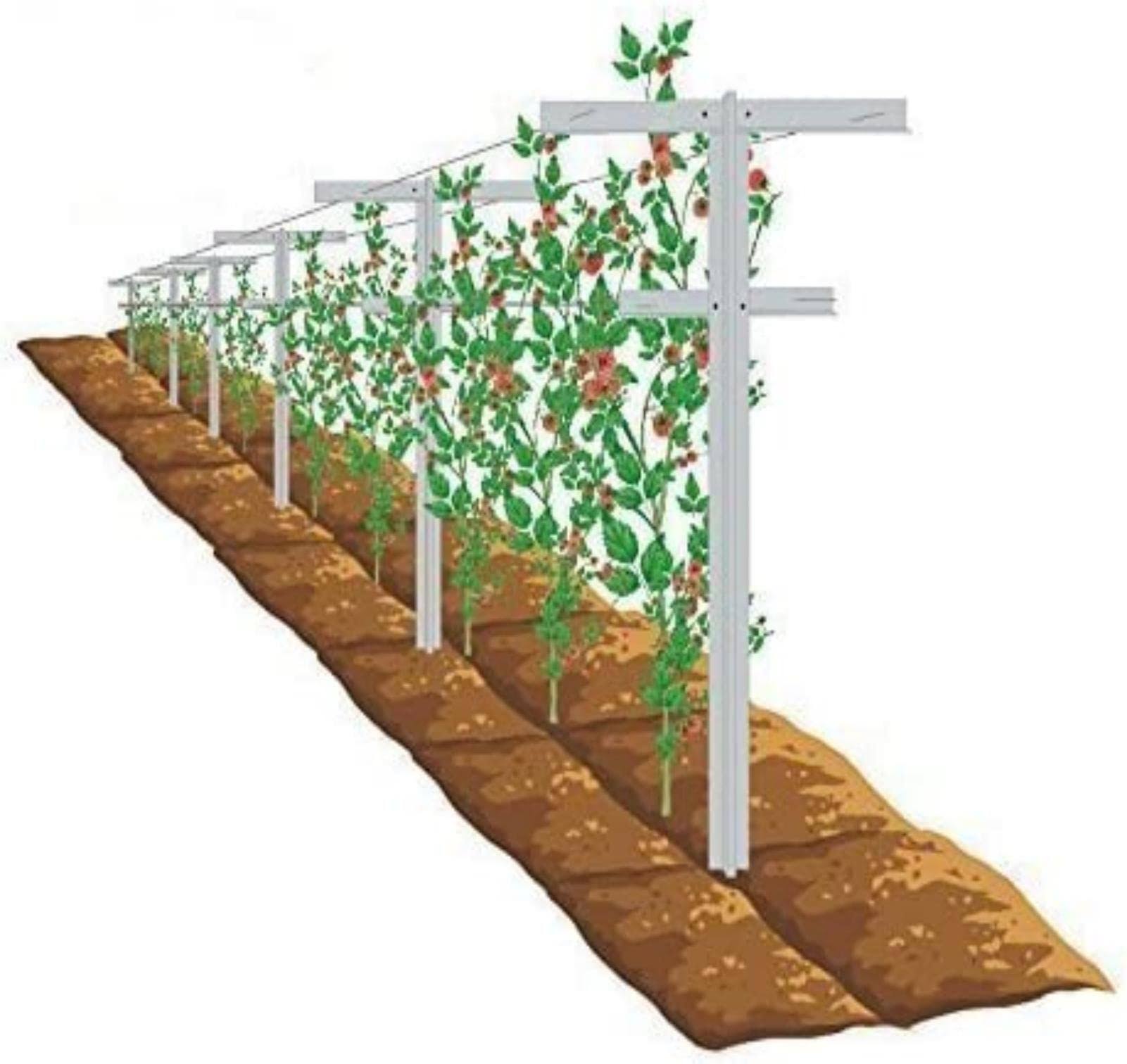 Mrgarden 7-Feet Adjustable Garden Trellis Set for Raspberry and Climbing Plants, Outdoor Stake Vineyard Trellis, Pack of 2