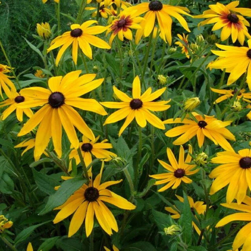 Large Pack of 100,000 Seeds, Black-Eyed Susan (Rudbeckia Hirta) Non-GMO Flower Seeds by Seeds2Go