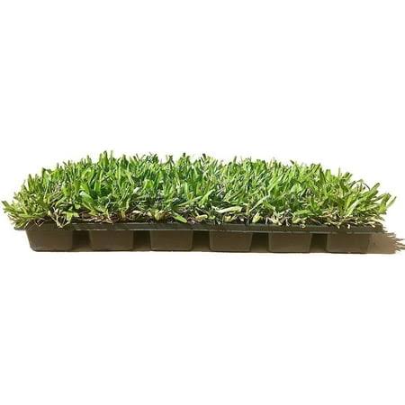 St. Augustine 'Seville' Sod - 3 Live Plugs - Drought, Salt & Shade Tolerant Turf Grass, Men's, Size: 72 Plugs