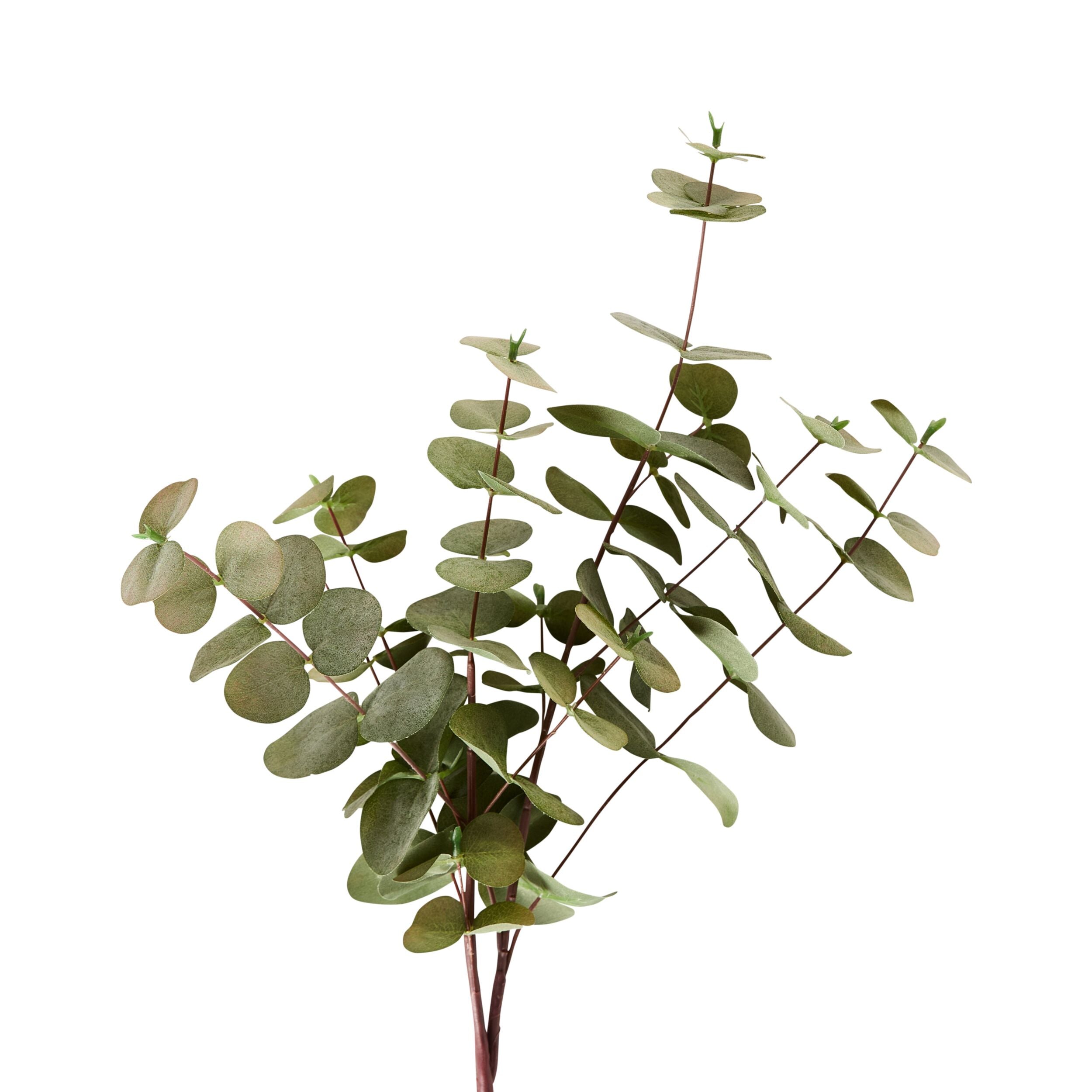 Bloomery Silver Dollar Eucalyptus Stem 76cm