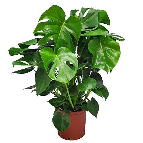 Monstera Delicioso - Swiss Cheese Plant - Overall Height 24