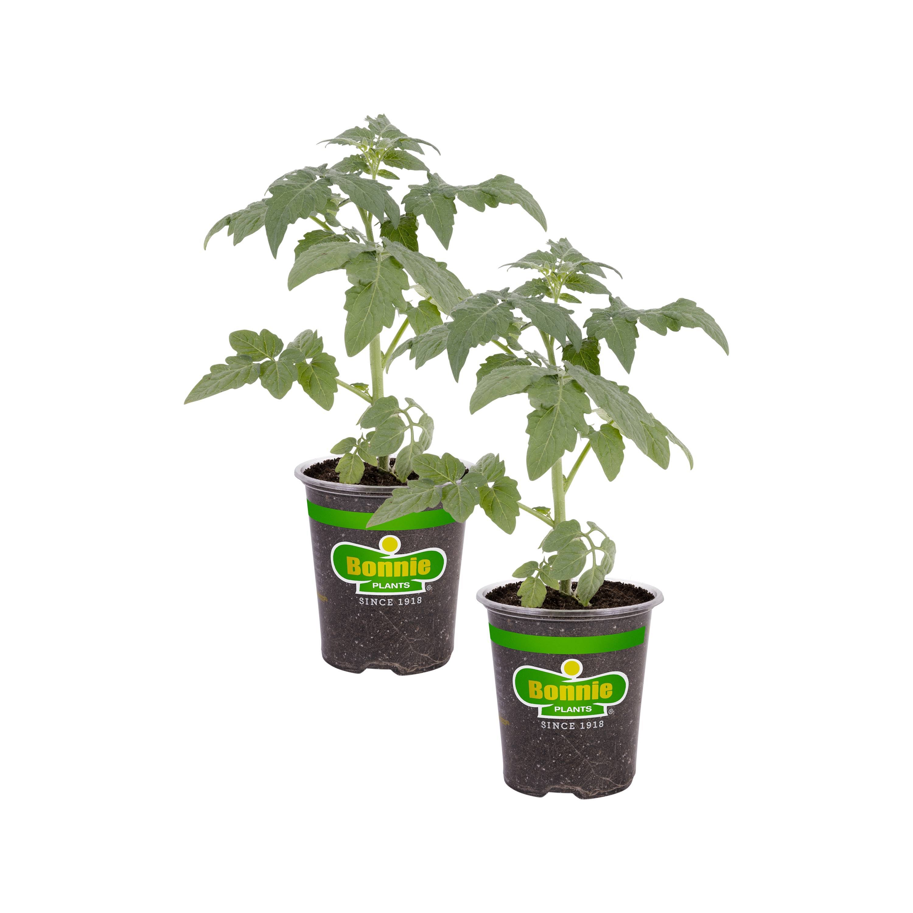 Bonnie Plants Original Tomato Pot Plant 2-Pack | 202116