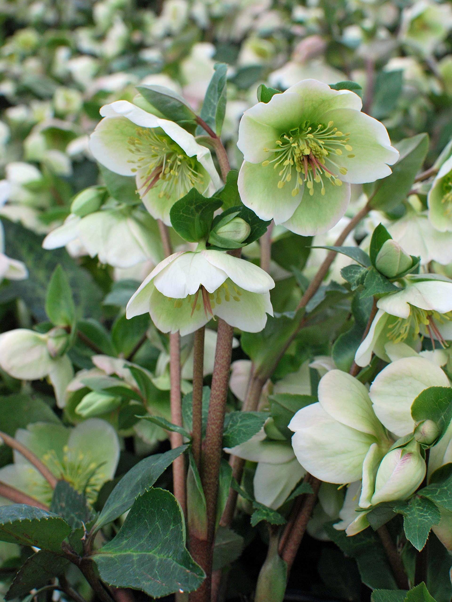 Perennial Farm Marketplace Helleborus x FrostKiss 'Molly's White' (Lenten Rose) Perennial, Size-#1 Container, Cream Flowers