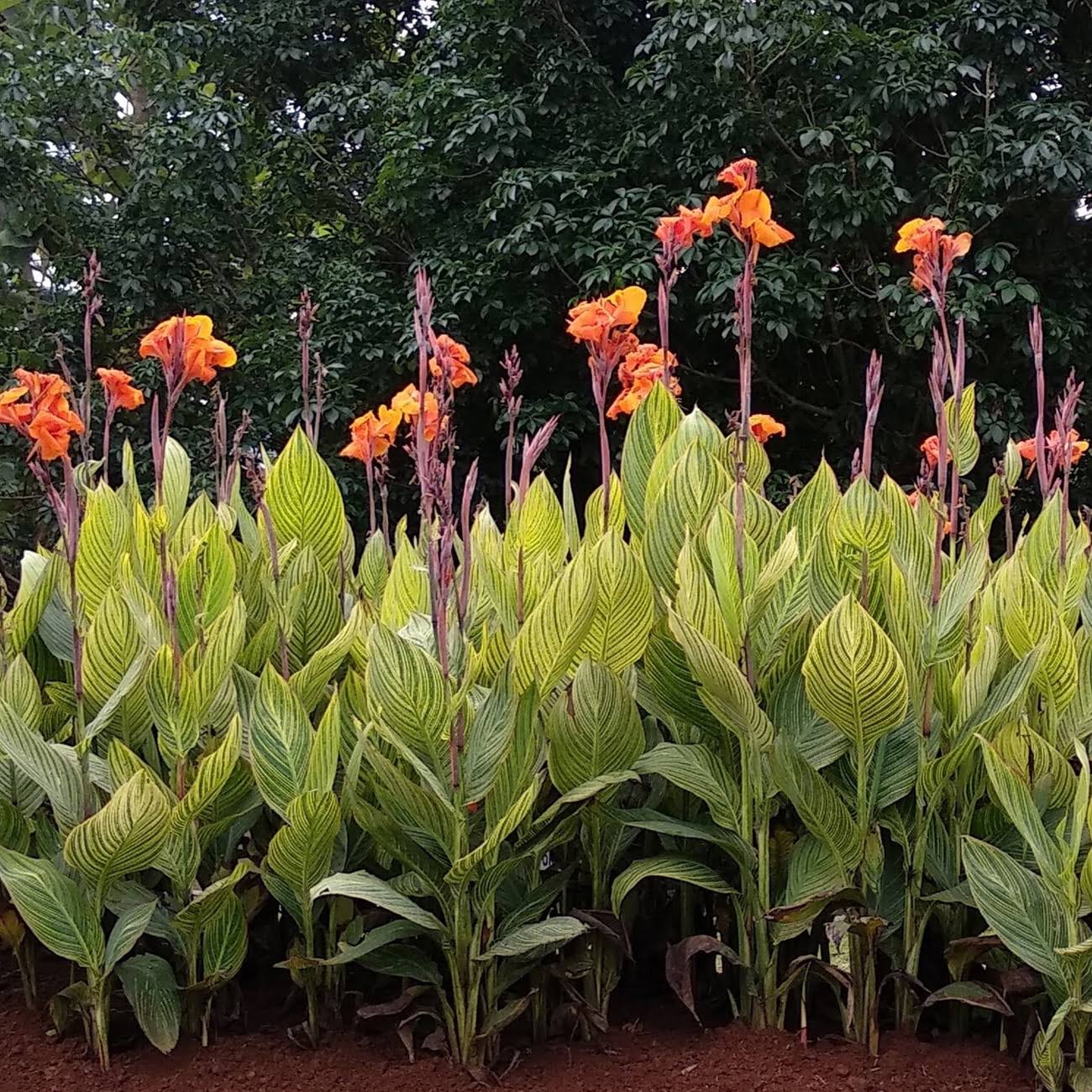 Van Zyverden Canna Pretoria Dormant Flower Bulb Full Sun; 6+ Hrs Orange