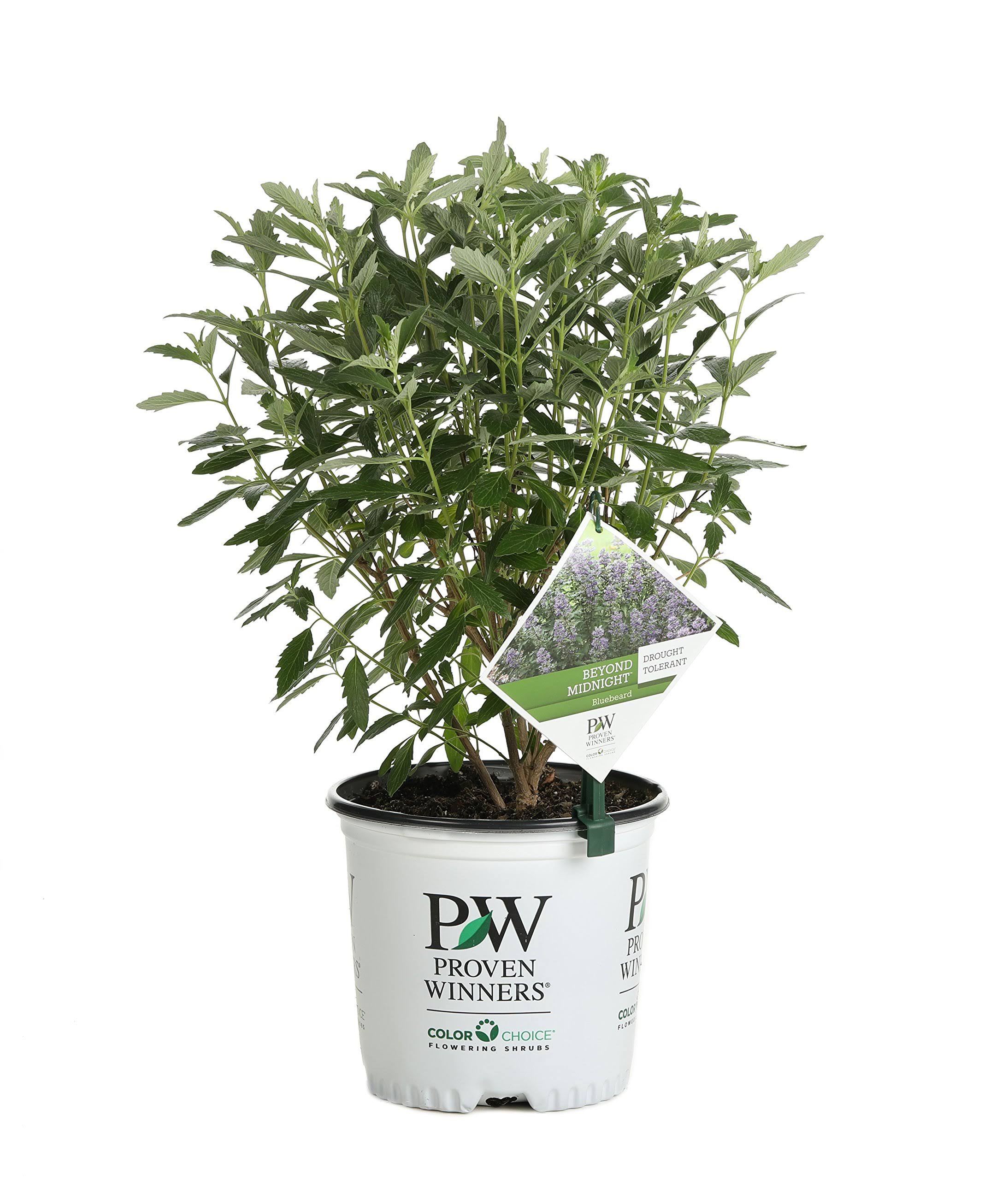 Proven Winners 1 gal. Beyond Midnight Bluebeard (Caryopteris) Live Shrub, Blue Flowers and Glossy Green Foliage