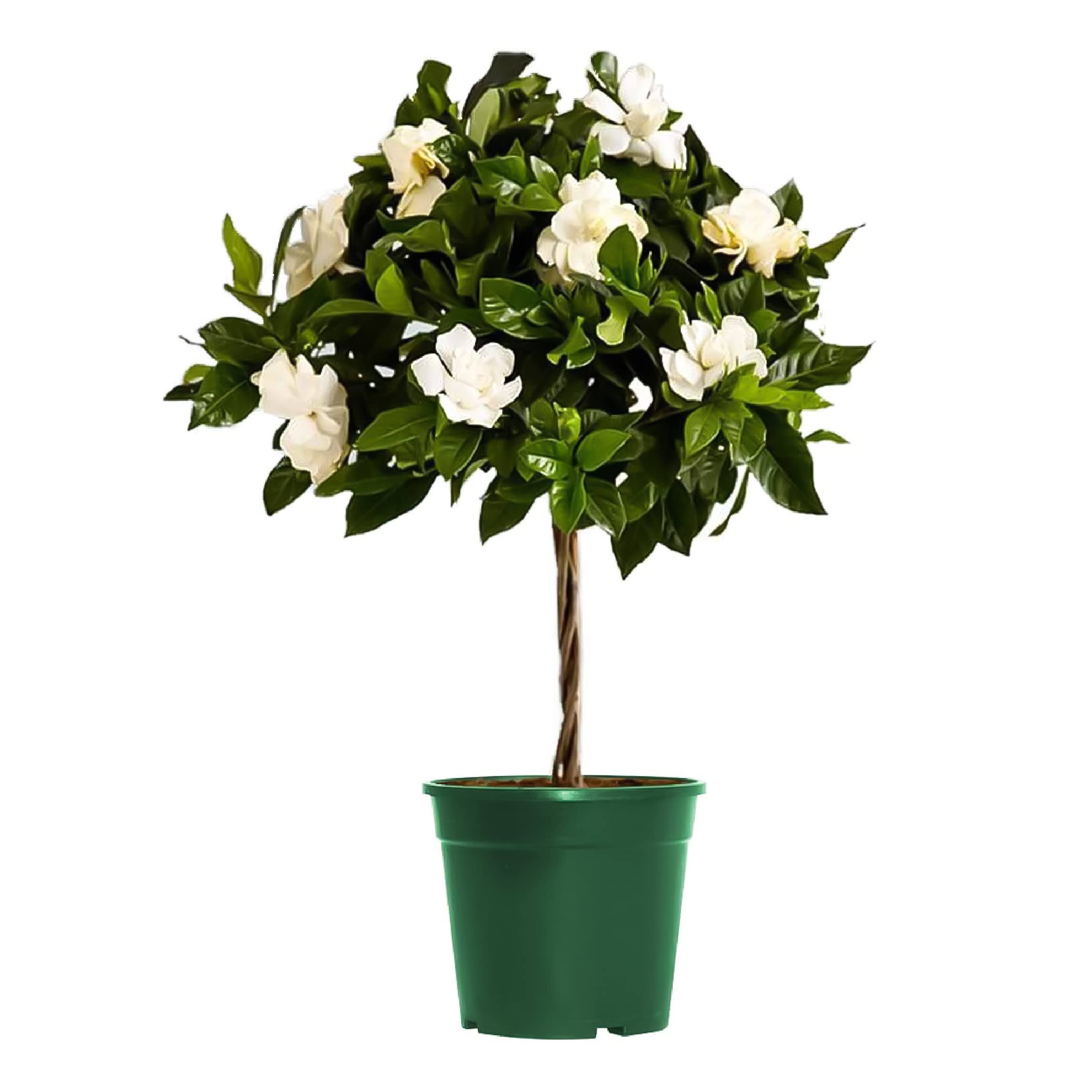 American Plant Exchange Mini Braided Gardenia Vetchii Tree, Live Flowering Houseplant, 6-Inch Pot, Light Shade, Fragrant Blooms, White