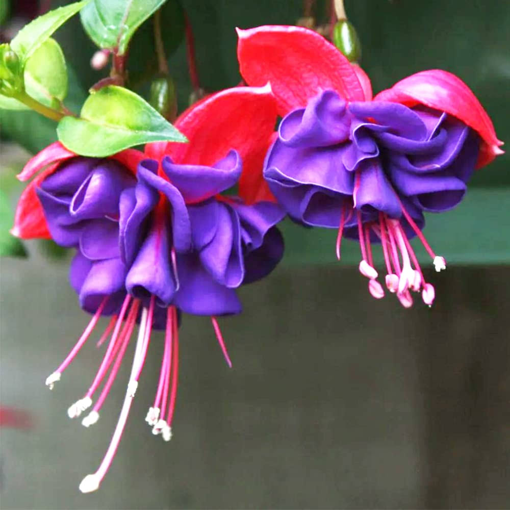 QAUZUY Garden 50 Purple Double Petals Fuchsia Seeds Potted Fuchsia Flower Seeds Hanging Flowers Perennial Home Plant Bonsai Easy to Grow Attract