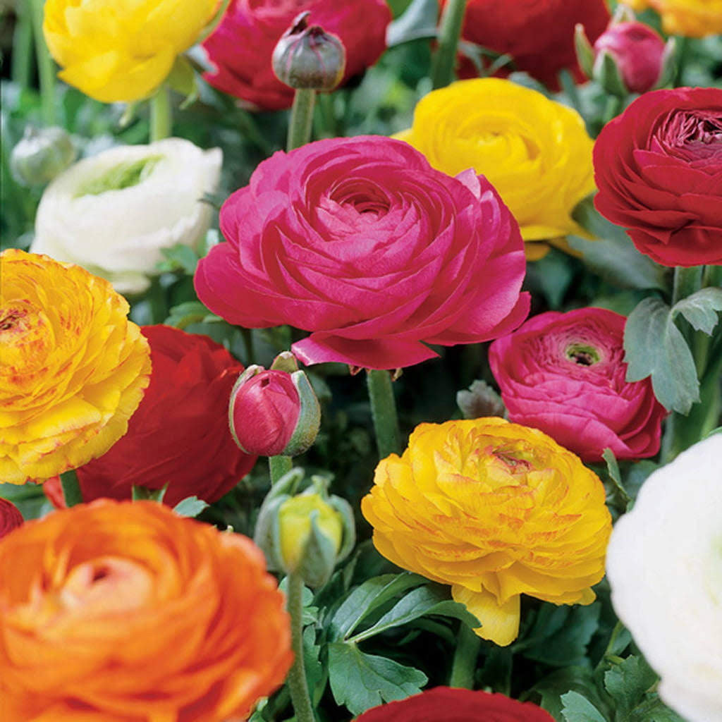 Van Zyverden Butter Cups Ranunculus Double Blooming Mixed Bulbs (Set of 25)