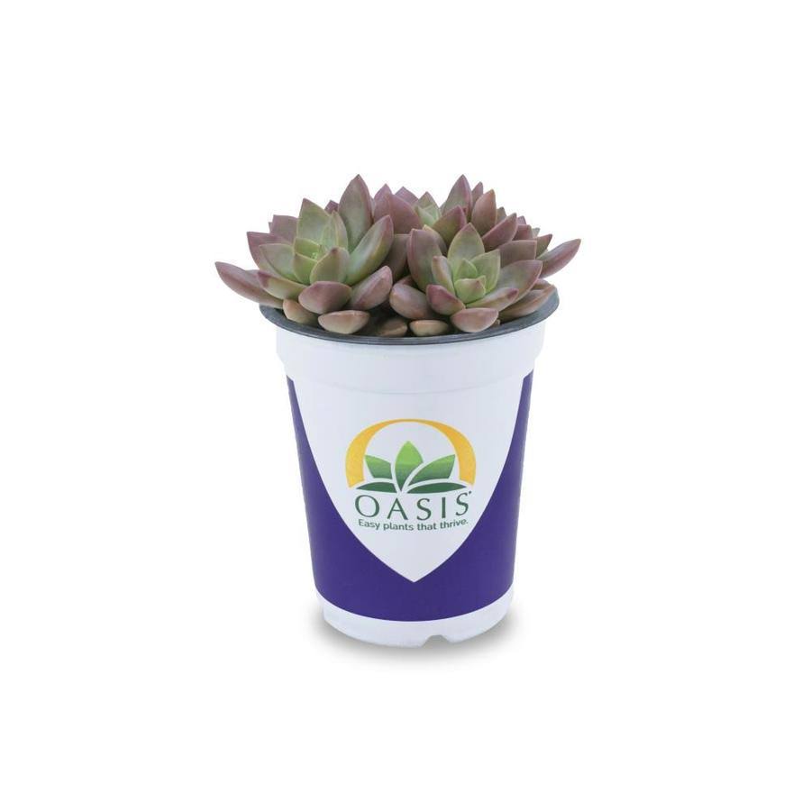 Lowe's Succulent in 1.7-Pint Pot | Nursery