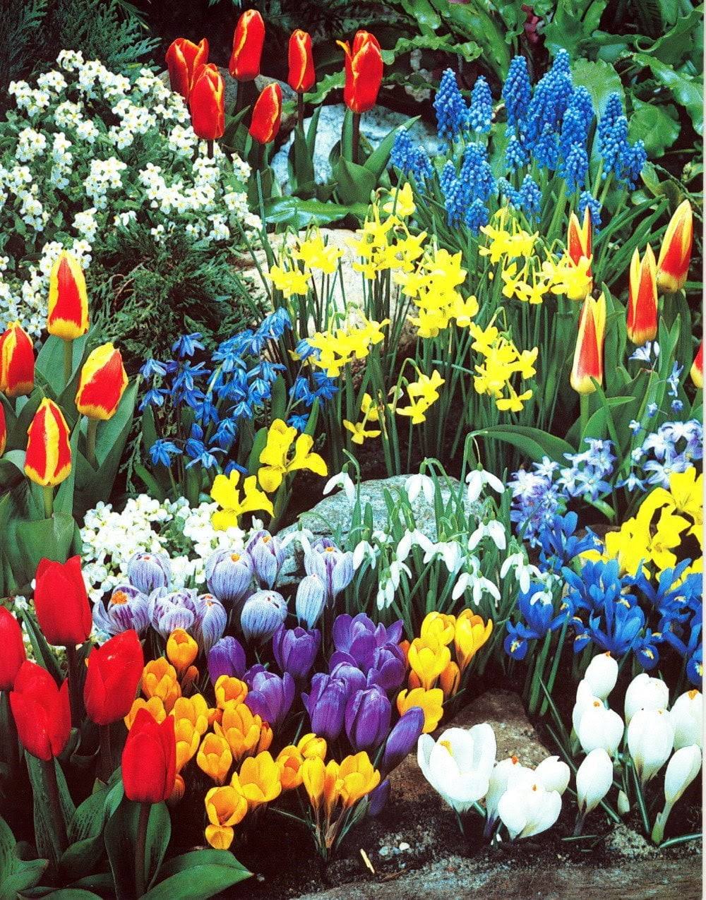 Complete Spring Garden, Mix of 50 Spring Bulbs