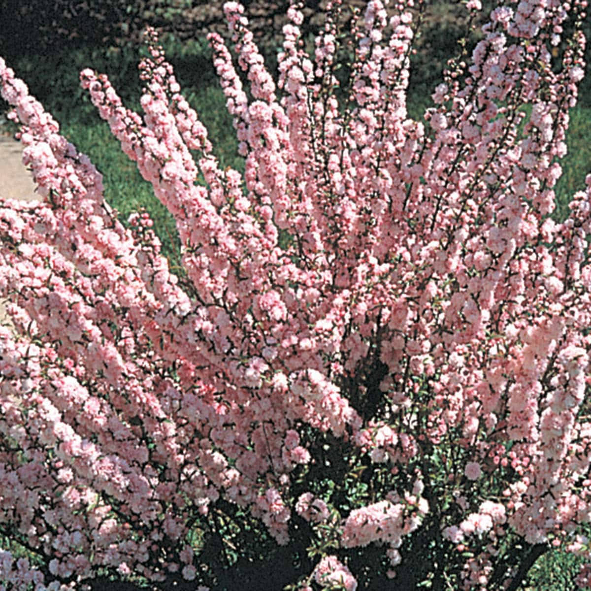 Flowering Ornamental Almond Shrub Grown in A 1.50 Gallon Pot (1-Pack)