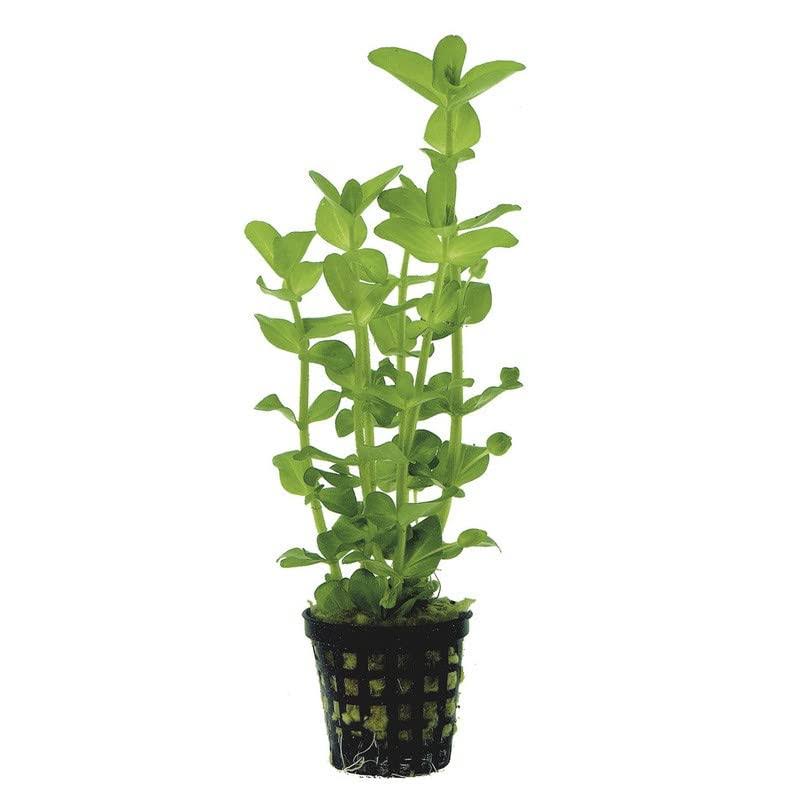 Potted Live Aquarium Plants | Freshwater Aquatic Plants for Aquariums (Potted Moneywort)