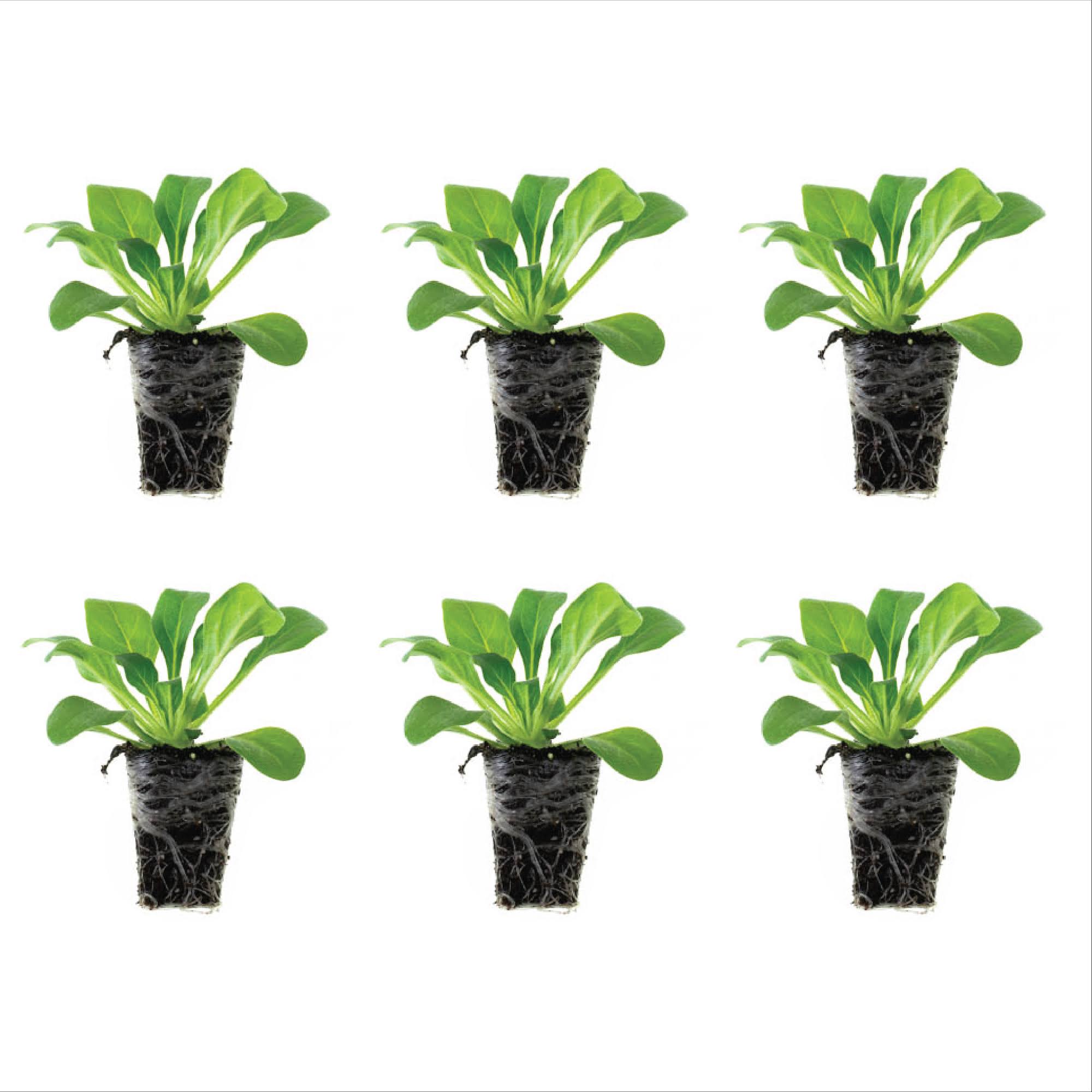 Ferry-Morse Plantlings 1-3 inch Petunia Easy Wave Blue Improved Live Plants (6 Count)