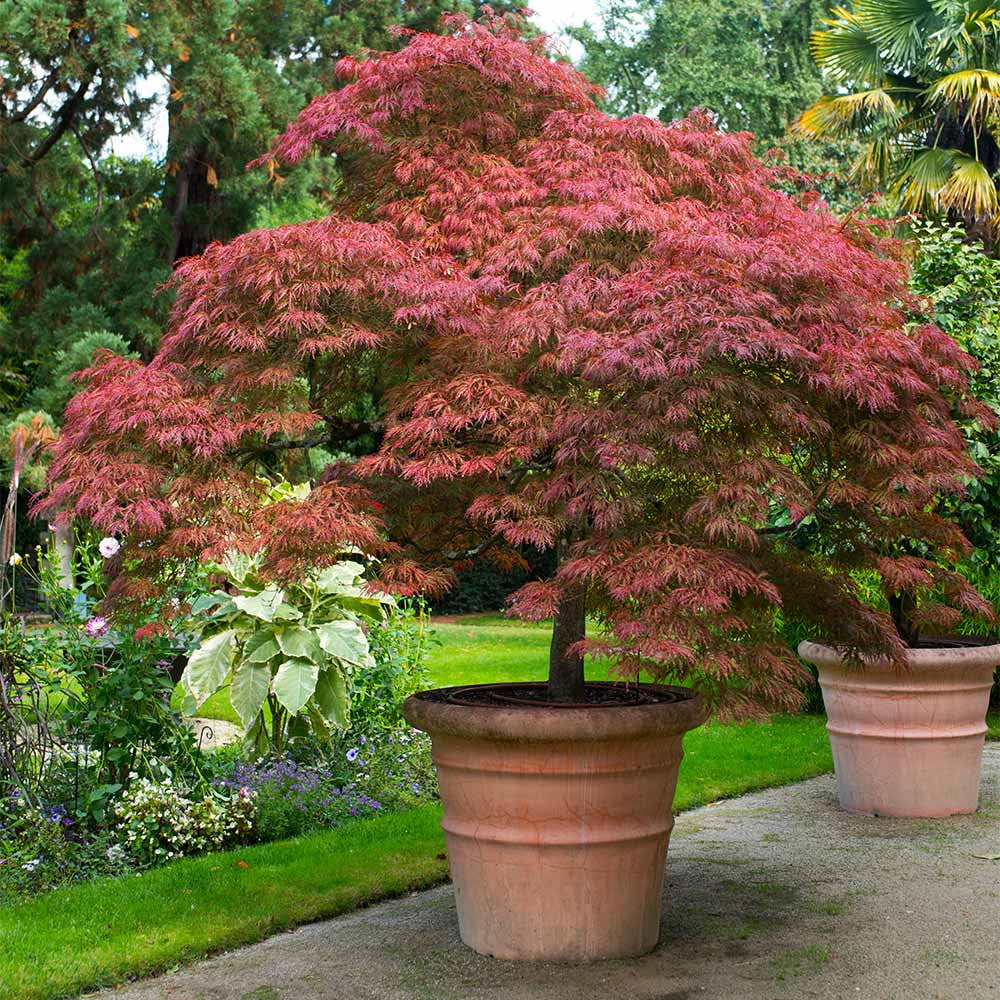 Red Dragon Japanese Maple Tree, 1-2 ft. No Shipping To AZ(1-2 ft.) - Image 5