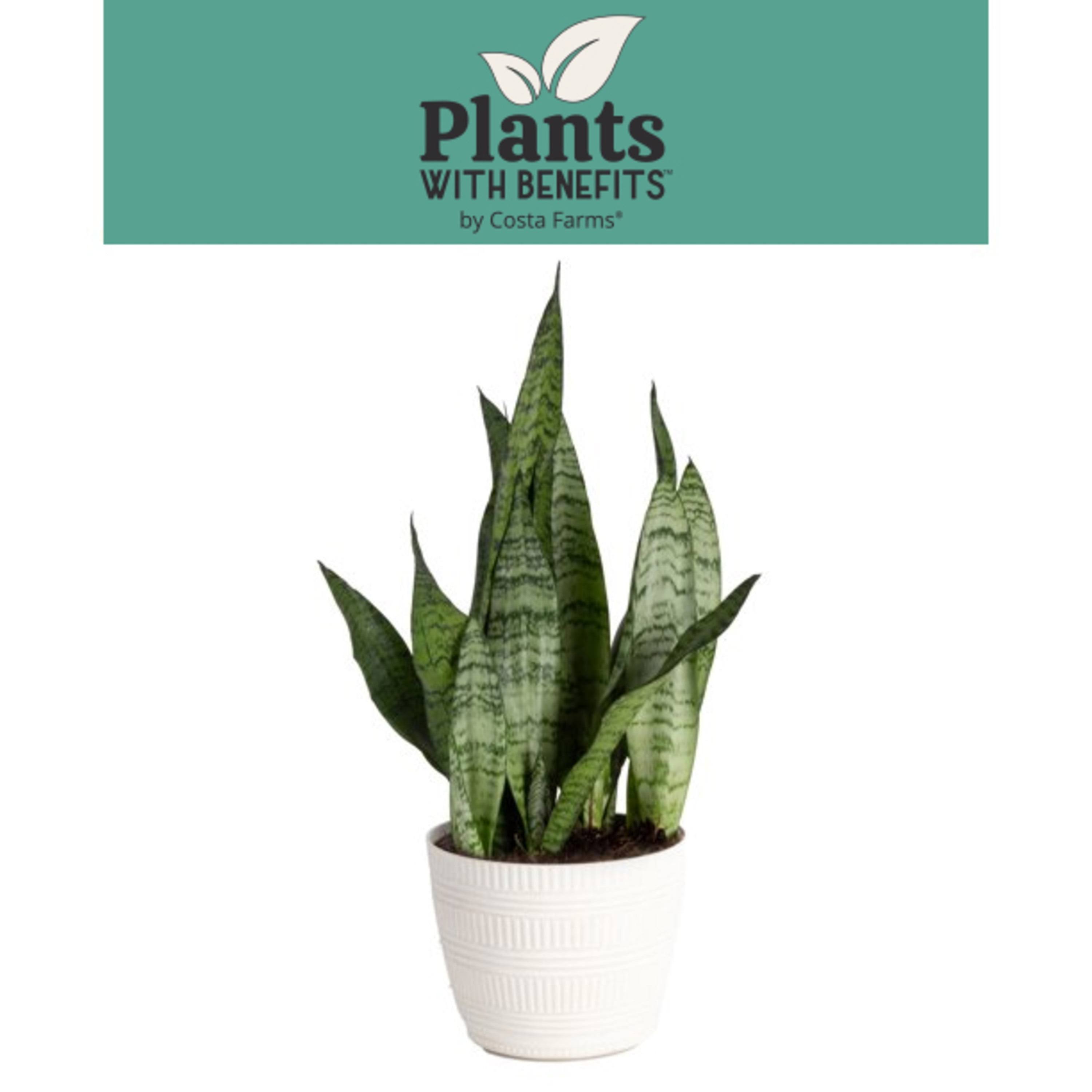 Plants with benefits Live 14in. Tall Green Snake Plant; in 6in. dcor Pot, Size: Medium