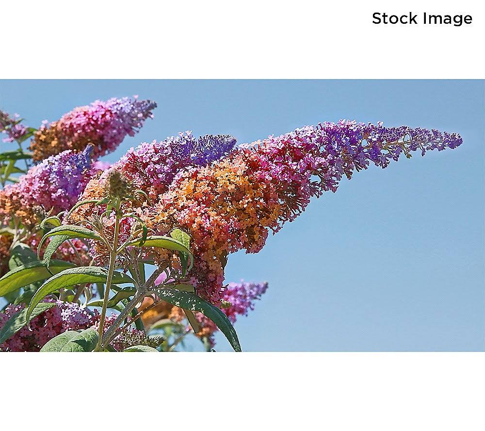 Cottage Farms 2-Piece Butterfly Bush RainbowLive Plant