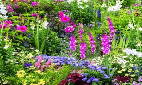Bee & Butterfly Blooming Flower Bulb Collection - Pack of 100