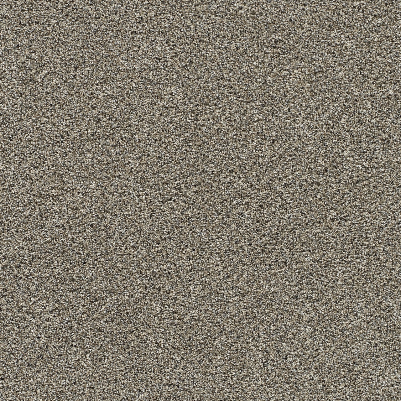 Fur Real III Bernard Tan 65-oz sq yard Solution-dyed polyester Textured Indoor Carpet