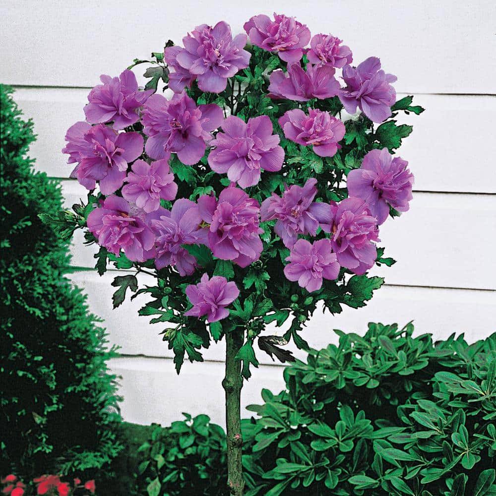Ardens Hardy Hibiscus Standard Tree | Zone 5-8 | 5 - 8 Feet | Full Sun | Partial Shade