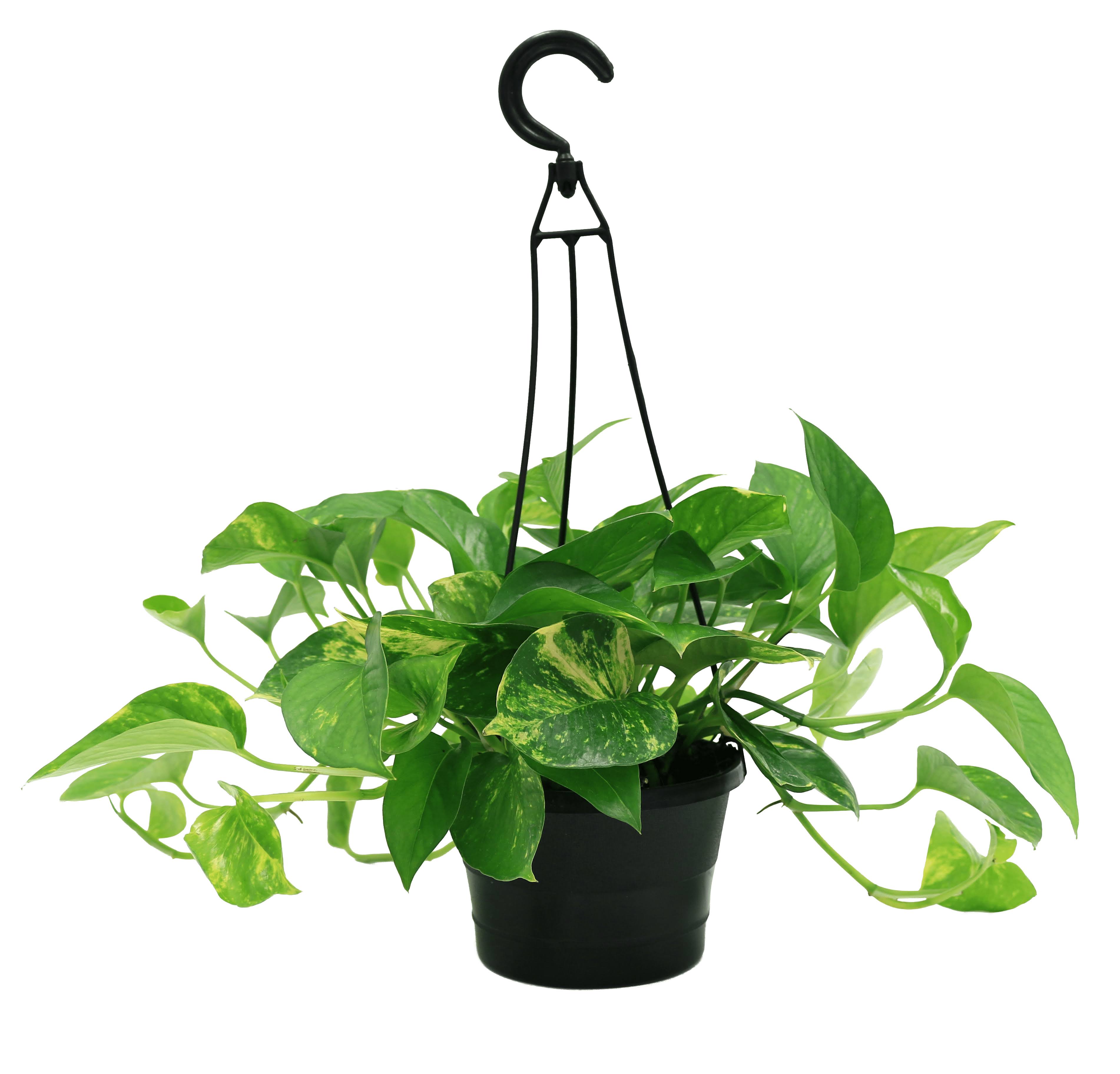 Plants with benefits Live Green Pothos Plant in Grower Pot - 6 in