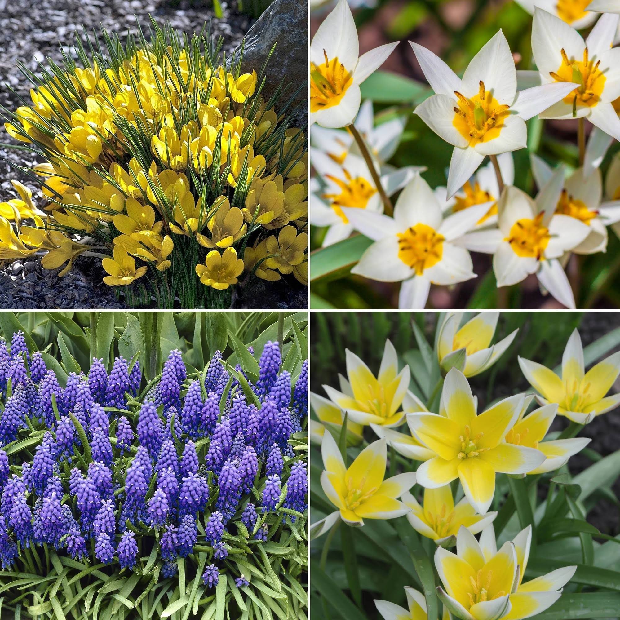 40pk Hummingbird Garden Nature Friendly Collection Assorted Bulbs - National Plant Network