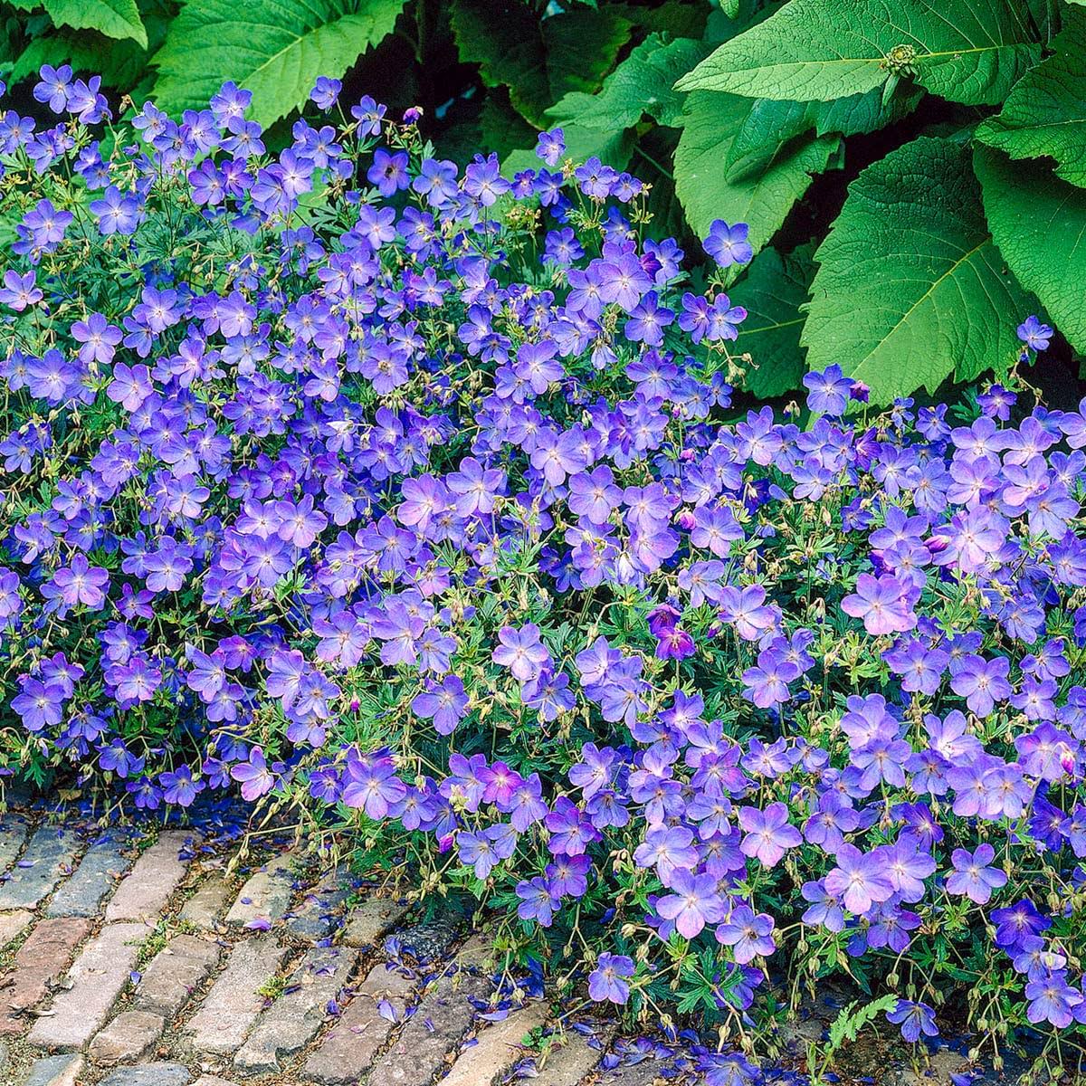 Spring Hill Nurseries Blue Flowers Blue Fusion Everblooming Hardy Geranium Live Bareroot Perennial Plants (3-Pack)