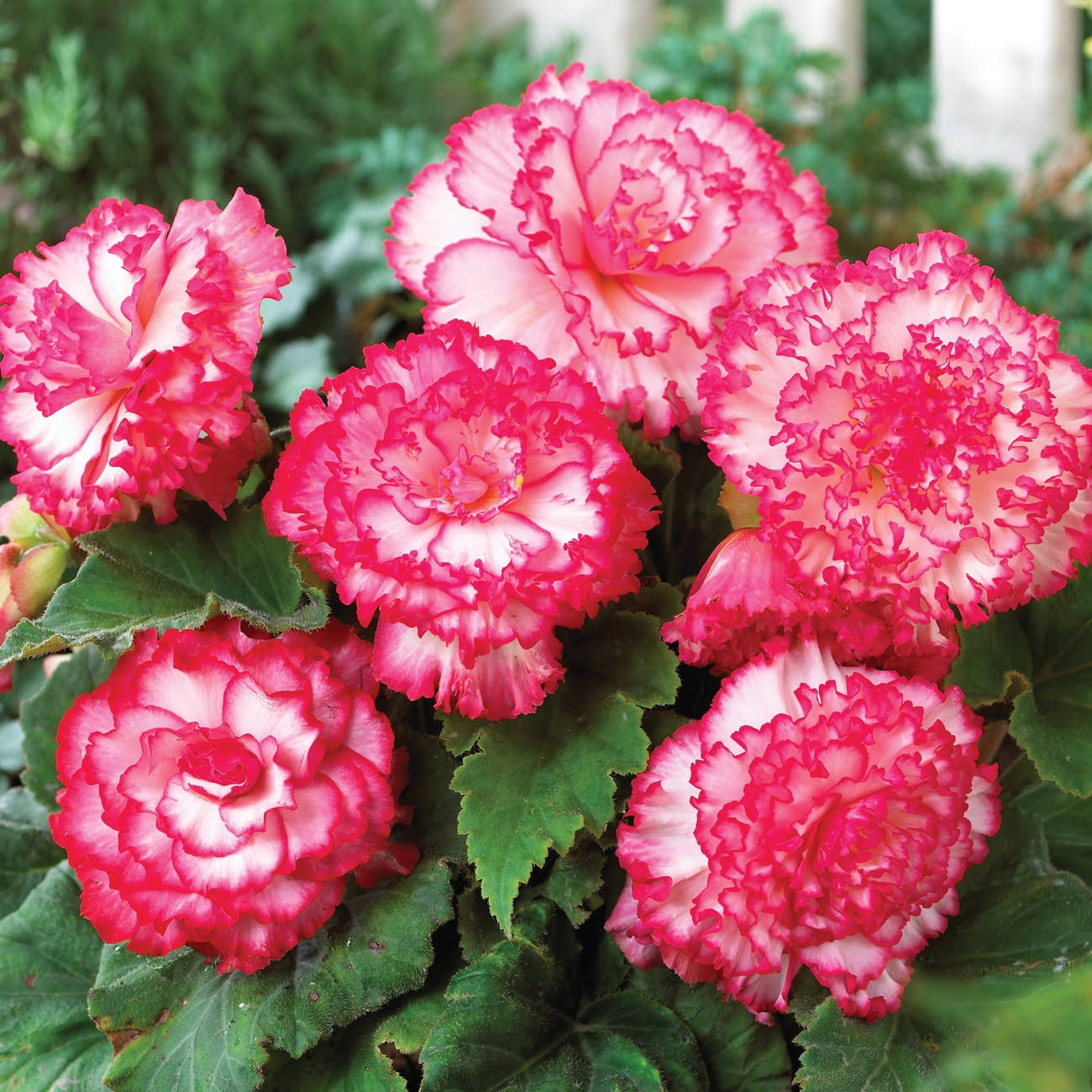 Van Zyverden Begonia Picotee Pink & White Flower Bulb Multi-Color Full Shade, 736180
