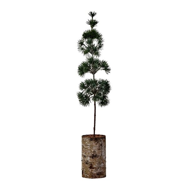 Pine juletre 14 cm grønn