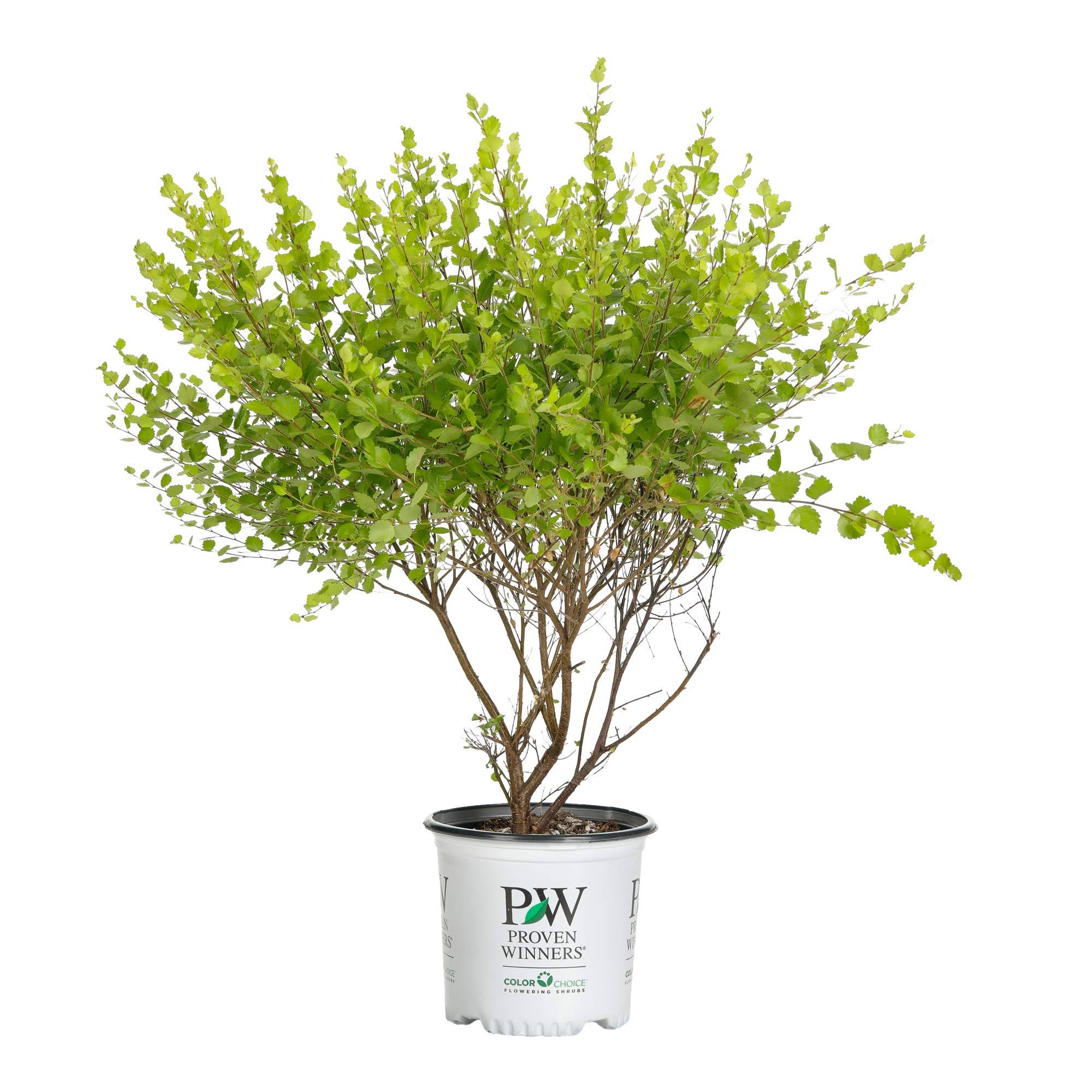 Proven Winners Golden Ticket Privet (Ligustrum) Live Shrub, White Flowers and Yellow Foliage, 1 Gallon