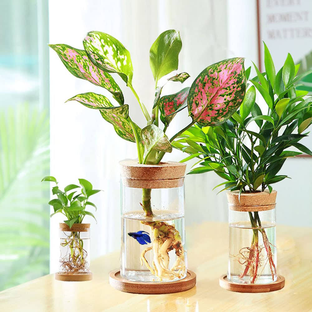 CUSNESTAL Glass Planter Hydroponic Plant Vase Propagation Station for Indoor Plants Betta Fish Bowl with Bamboo Stand and Wood Lid Desktop