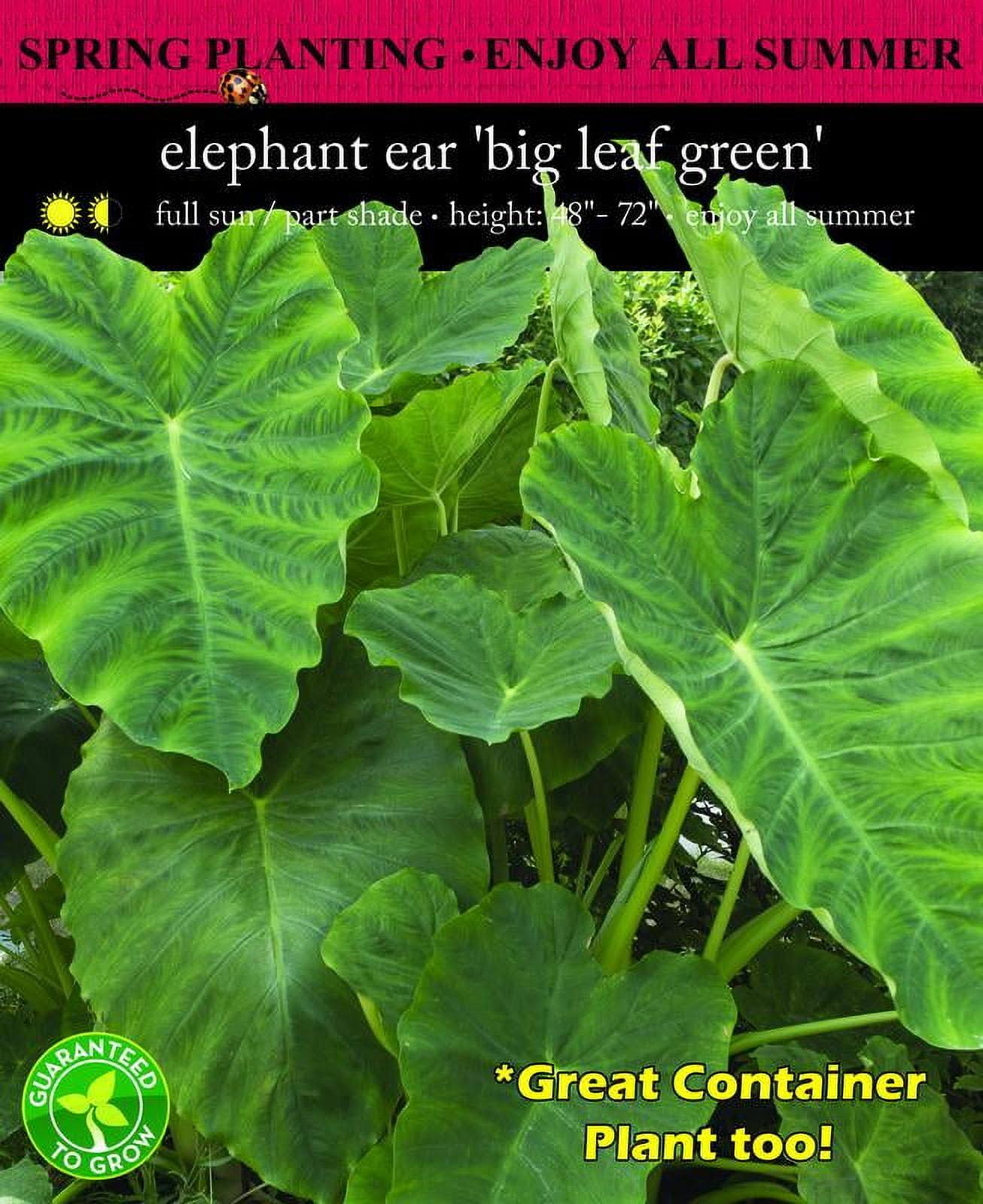 Euroblooms Elephant Ear Colocasia Esculenta Full Sun Annual Bulb - Green - 5 Pack