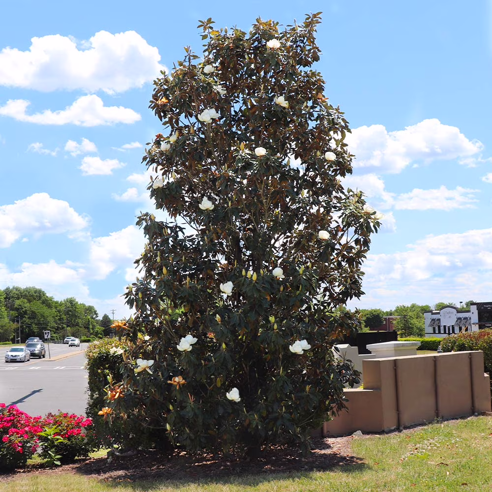 Little Gem Magnolia Tree, 3-4 ft. No Shipping To AZ,OR(3-4 ft.) - Image 4