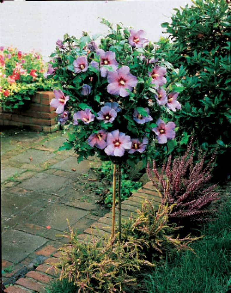 Aphrodite Tree Form Rose of Sharon, Dormant Bare Root Shrub, 1-Pack