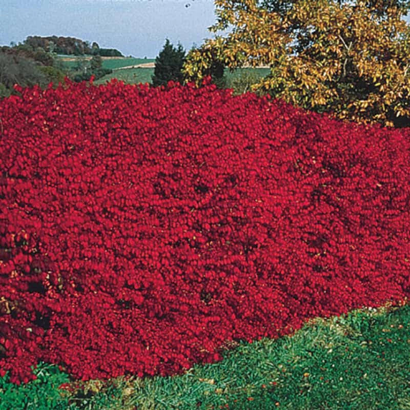 Dwarf Burning Bush Hedge - Dormant 18-24