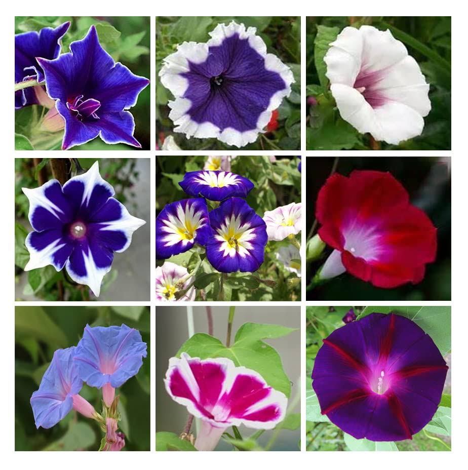 Ficoszo 200+ Morning Glory Seeds for Planting, Mixed Color Heirloom Vine, High Germination Rate Open Pollinated Seeds Wonderful Gardenin