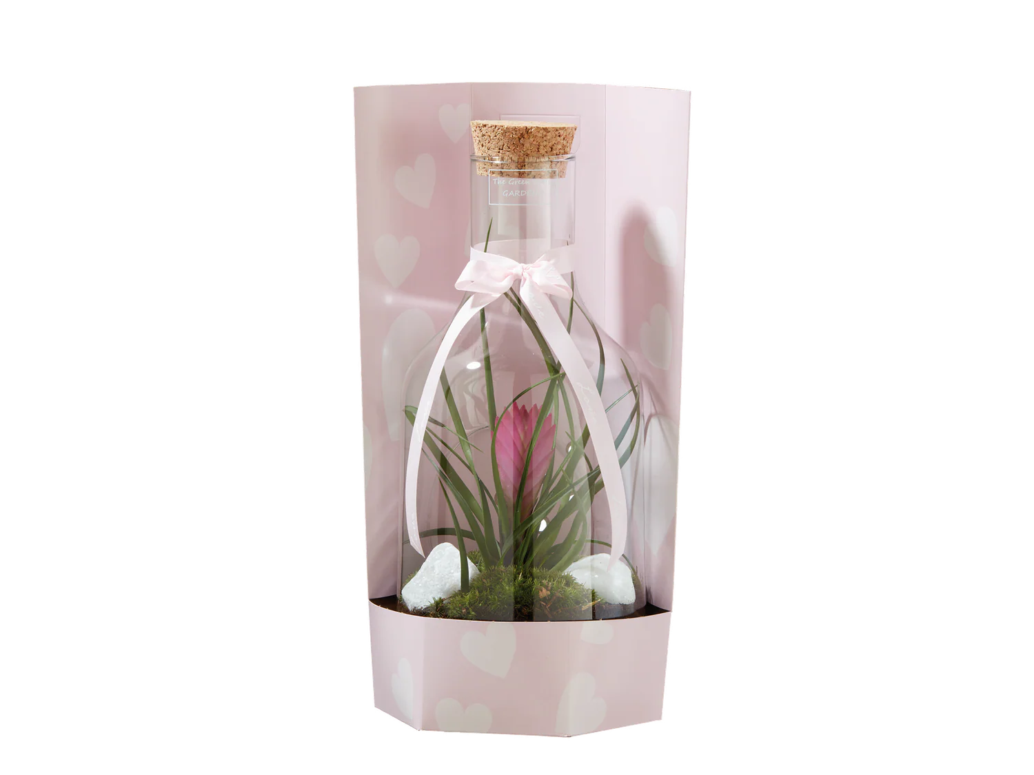 Tillandsia en vase