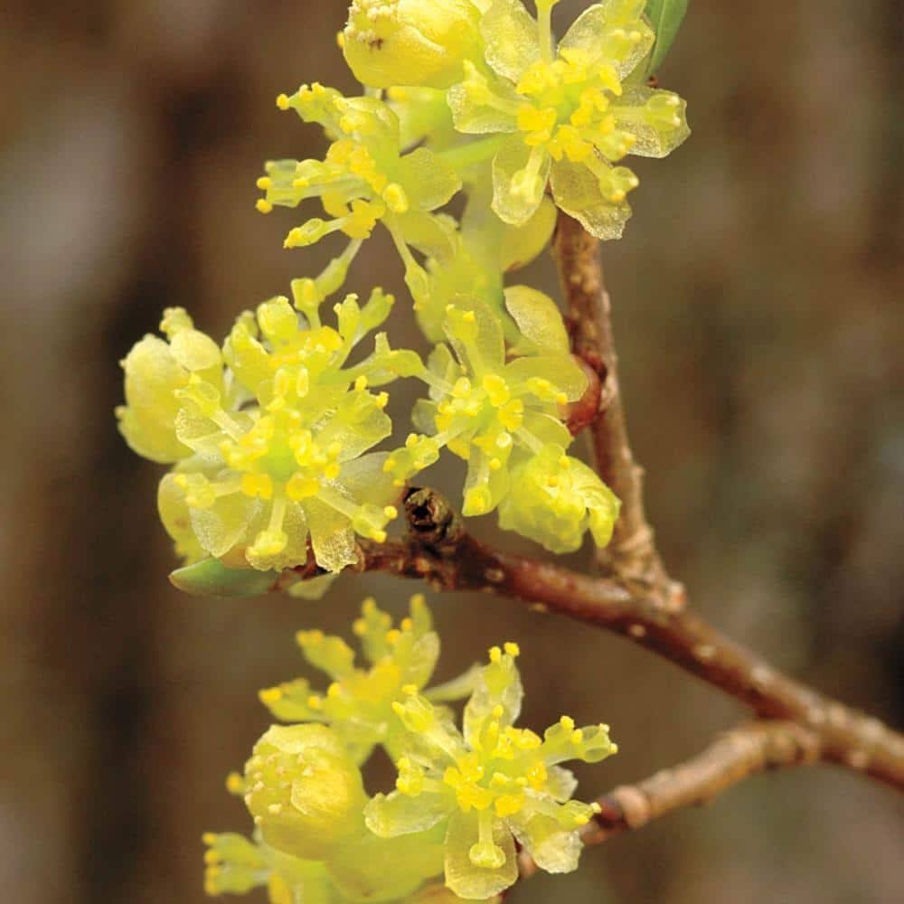 Gardens Alive! Yellow Spicebush (Lindera) Flowering Shrub Bare Root | 86987