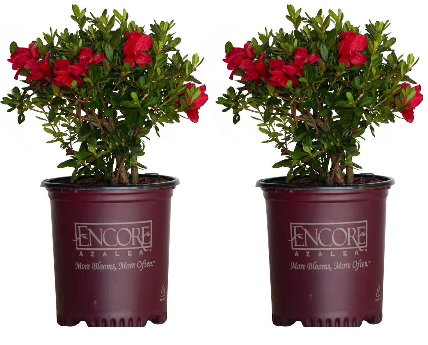 Encore Azalea Red Autumn Bonfire Azalea Flowering Shrub in 2-Gallon (S) Pot 2-Pack | 80372-2