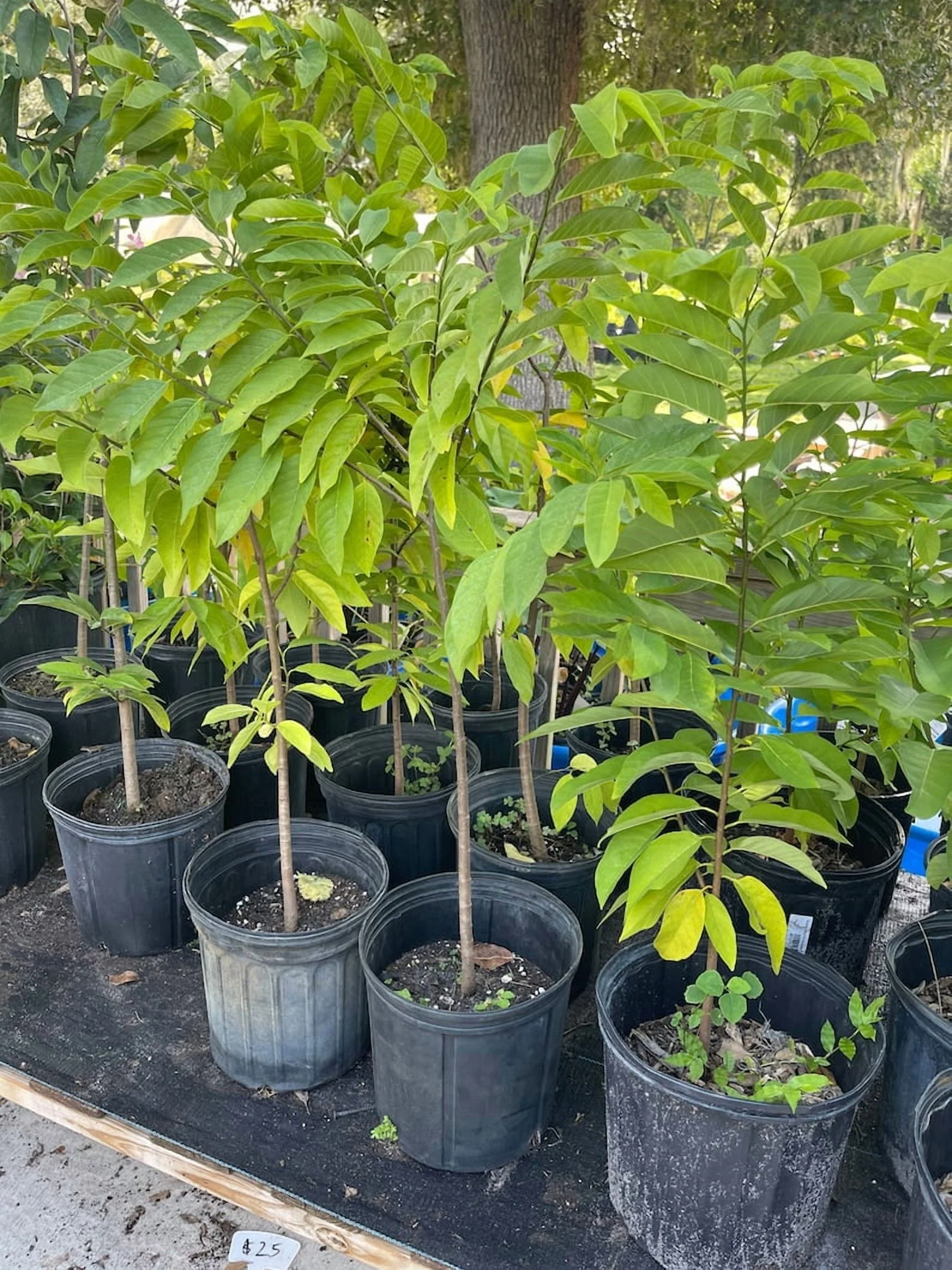 Sugar Apple TREE GRAFTED. Ships Free to All States in 3 Gallons Pot