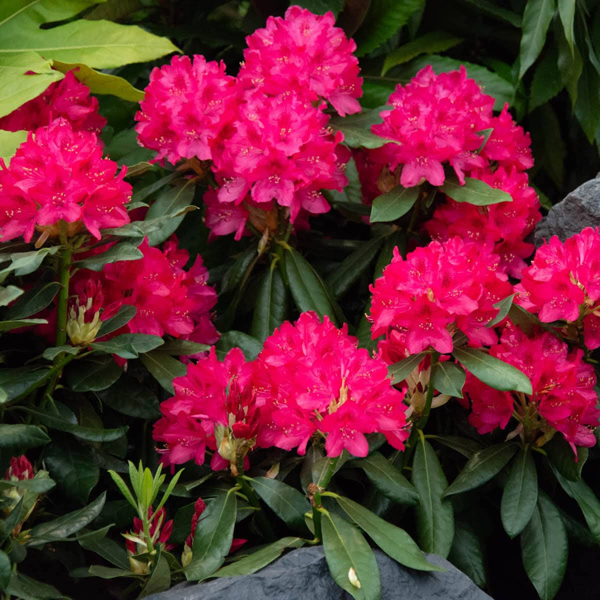 Cherries and Merlot Rhododendrdron Bare Root Starter Stater Flowering Shrub (1-Pack)