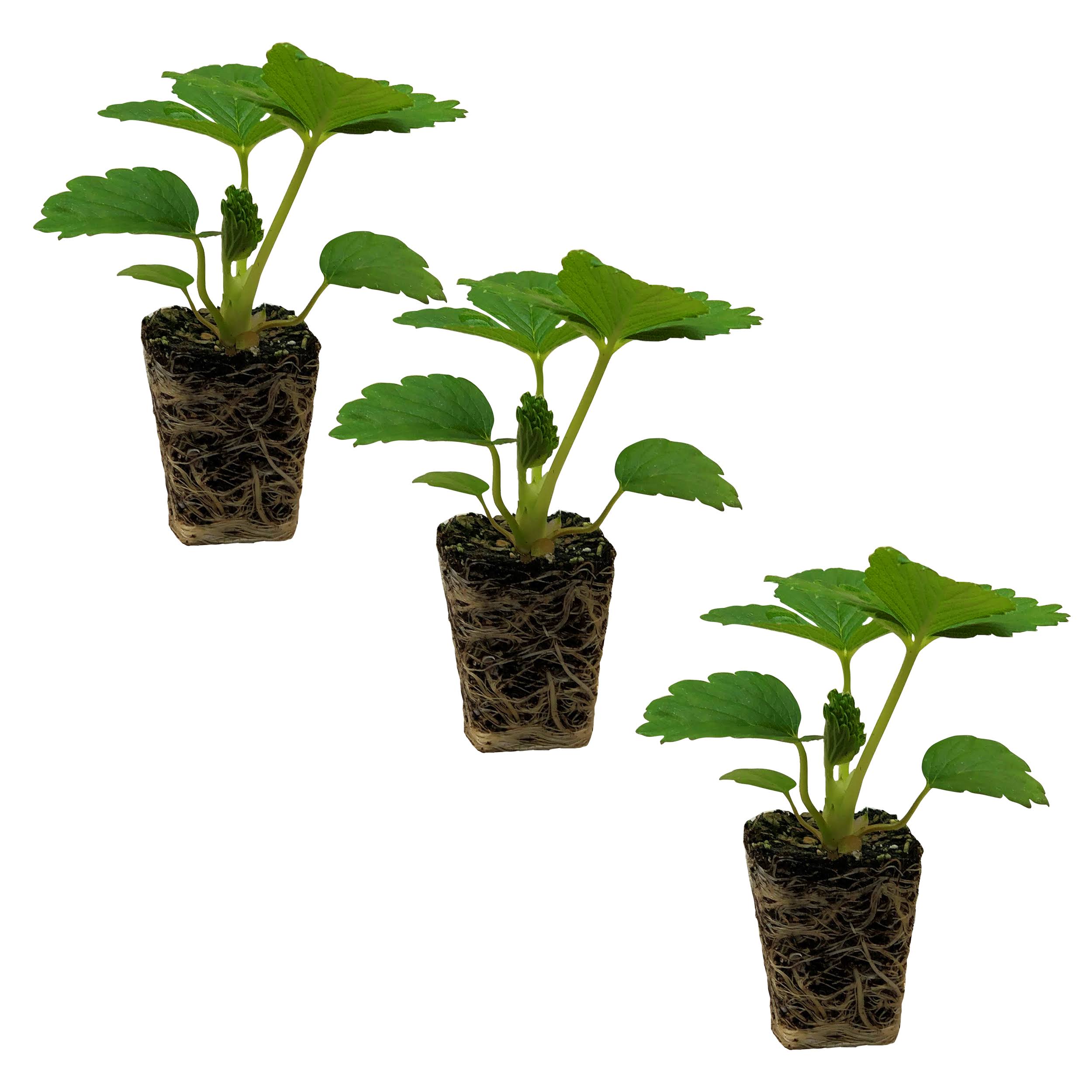 Ferry-Morse Plantlings Live Baby Plants 1-3in. Delizz Strawberries, 3-Pack