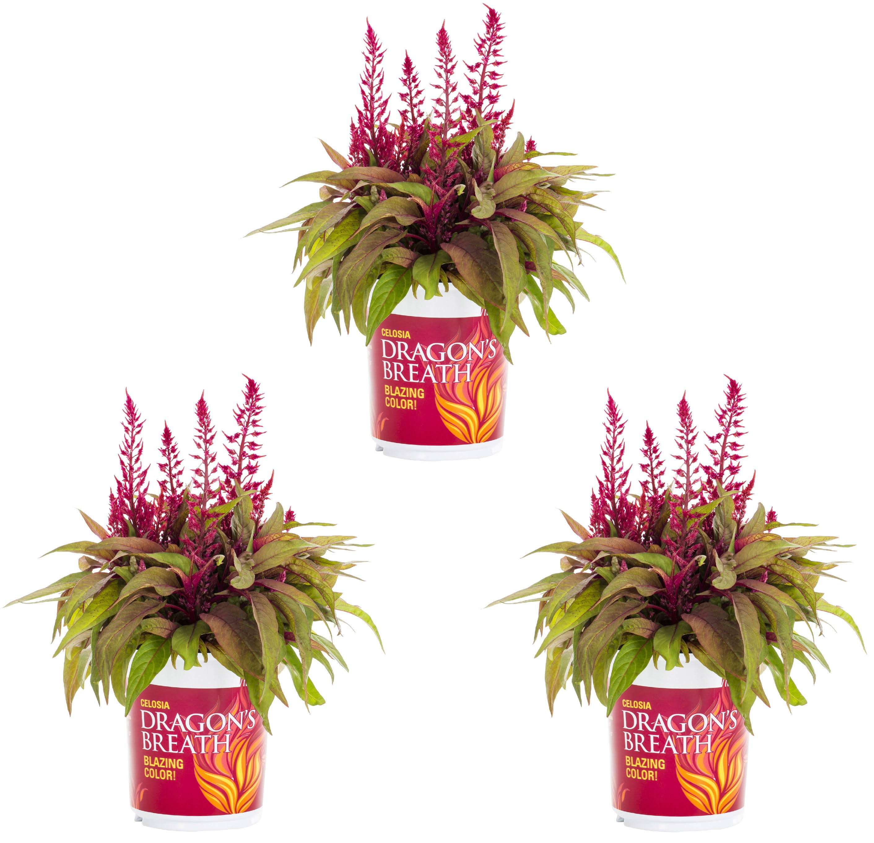 Dragons Breath 2.5qt Red Celosia Live Plants (3 Pack) with Grower Pots