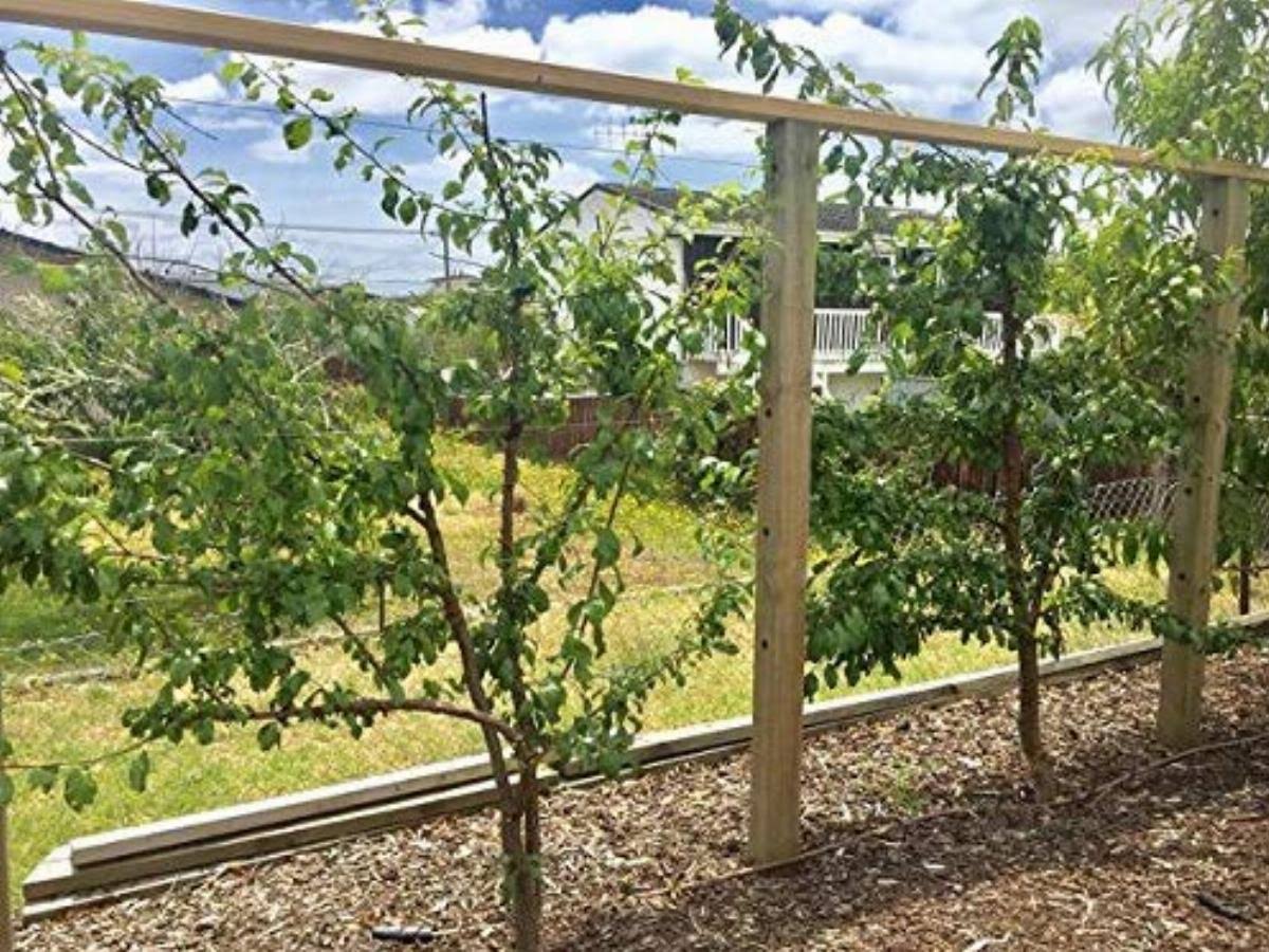 Espalar Post Mounted Heavy-Duty Espalier/Trellis Kit for Climbing Plants,Vines and Greenwalls (Wire Included)