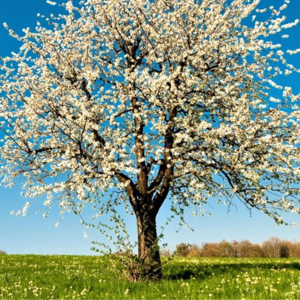 Expert Gardener 3-4 ft. tall Rainier Sweet Fruiting Cherry Live Tree in 7-Gallon Grower Pot